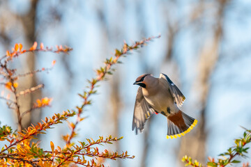 The Bohemian waxwing (Bombycilla garrulus)