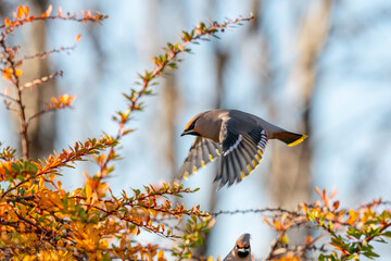 The Bohemian waxwing (Bombycilla garrulus)
