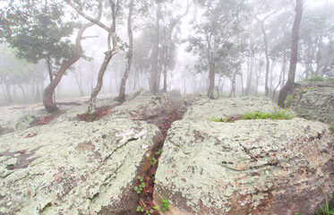 Krachiew flowers on a foggy day in Pa Hin Ngam National Park in Thailand