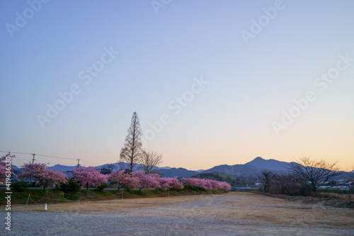 河津桜 夕暮れ 香川県東かがわ市 Wall Mural Wallpaper Murals Kozo 河津桜 夕暮れ 香川県東かがわ市 Wall Mural Wallpaper Murals Kozo