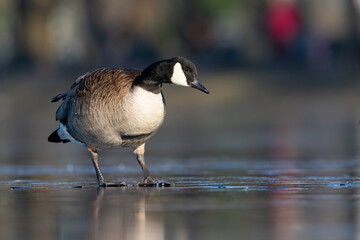 A Canadian goose (Branta canadensis) walking on the ice.