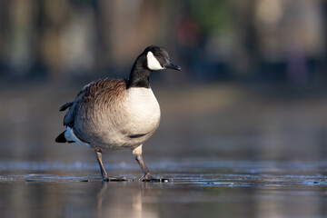 A Canadian goose (Branta canadensis) walking on the ice.