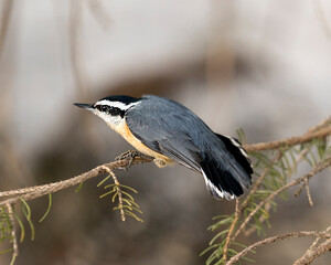Nuthatch Stock Photos. Close-up profile view perched on a tree branch displaying feather plumage and spread tail in its environment and habitat with a blur background.  Image. Picture. Portrait.