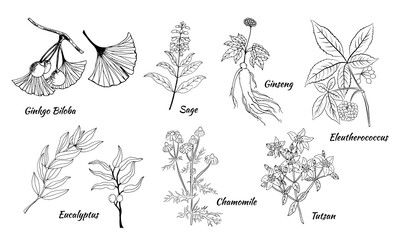 A set of medicinal herbs and plants. Collection of hand drawn flowers and herbs. Botanical plant illustration. Vintage medicinal herbs sketch. 