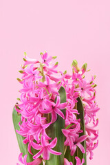 Hyacinth with pink flowers and leaves on pink background. First spring fragrant flowering plant.