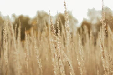 Gras im Wind © Anna