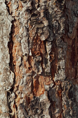 bark of a tree. texture