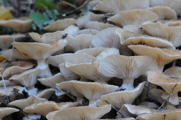 large quantity of fungus growing tightly together