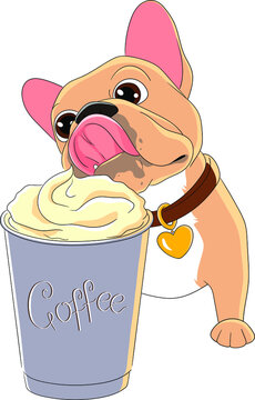 French bulldog with a cup of coffee.