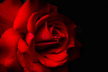 macro photography of a red rose