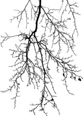 Natural tree branches silhouette on a white background (Vector illustration).
