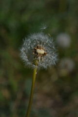 Common dandelion seed head.