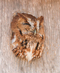 red eastern screech owl (Megascops Asio) peeking out with yellow eyes of homemade wooden nest box