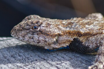 eastern fence lizard (Sceloporus undulatus) close up of face and head, spiny scales, blue under neck and belly, eye detail, 