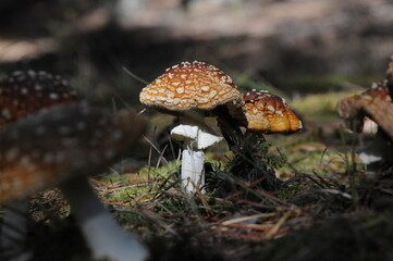 Mushrooms of the Bulgarian Forest