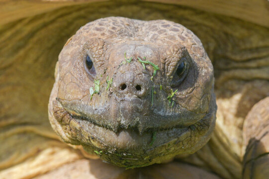 African spurred tortoise (Geochelone sulcata) grumpy face, looking at camera, grass particles on face, sunlight, close up, macro image, scale detail
