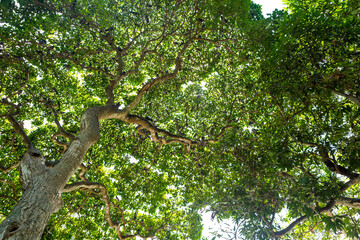 Under the tree canopy with lots of pigeon living on the tree, environmental and animal, nature concept background, summer outdoor day light