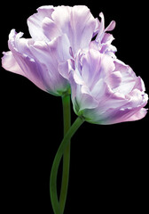 Purple  tulips. Flowers on  black  isolated background with clipping path.  Closeup.   Buds of a tulips on a green stalk.  Nature.