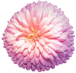 Pink  chrysanthemum.  Flower on white  isolated background with clipping path.  For design.  Closeup.  Nature.