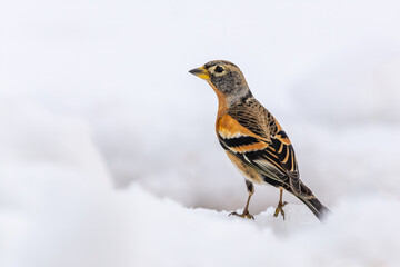 Brambling (Fringilla montifringilla) landed on the snow. White background