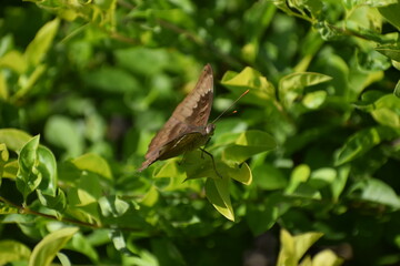 butterfly on a tree