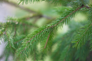 Closeup of green fir branches in the forest. Shallow depth of field with soft focus and blurred background