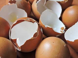 Chicken eggshell shards with white and terracotta background 
