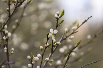 white apricot bloom in the spring