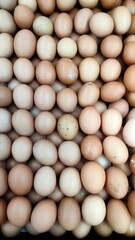 Collection of chicken eggs during the day. 