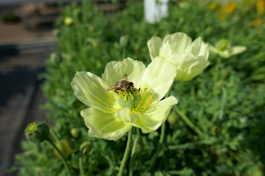 Papaver Miyabeanum mit Biene