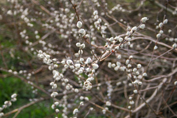 willow branch with carkins in spring