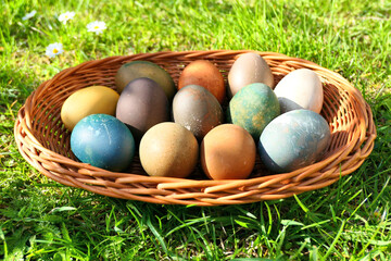 Colorful Easter eggs in the basket on green grass. Natural dyed Easter eggs.