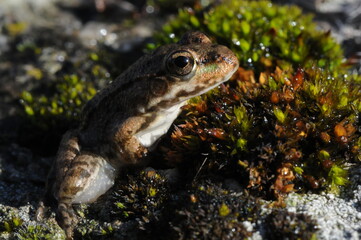 tiny frog from Bulgaria about 1 inch long