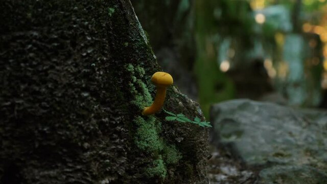 Small yellow orange mushroom growing out of moss on a rock in a mystical green dark rocky forest, Tennessee, Bradley milk cap, slow motion focus change