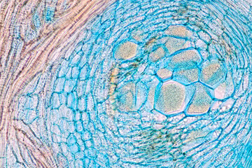 Characteristics of fungi living in wood as a group, are polyphyletic under the microscope for...