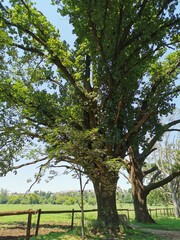 trees in the park