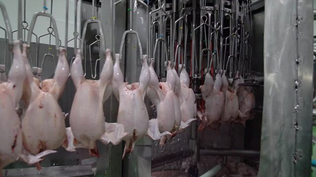 chicken hang on rail pass though water spray in slaughter process line.