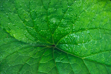 Vivid natural texture of wet green leaf with veins. Minimalist nature background with dew drops on green leaf surface. Beautiful minimal backdrop with droplets on leaf in macro. Nature texture of leaf