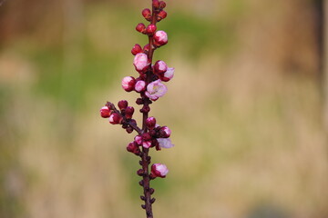 Beautiful spring  flowers blossom background. Branches of blooming spring trees.
