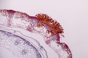 Characteristics of fungi living in wood as a group, are polyphyletic under the microscope for...