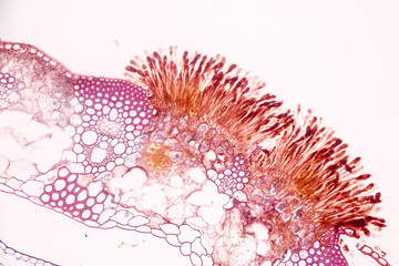Characteristics of fungi living in wood as a group, are polyphyletic under the microscope for...