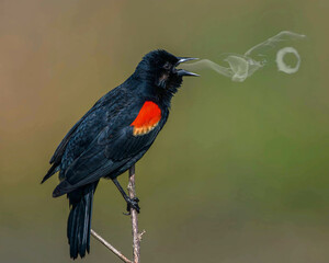 red winged black bird (Agelaius phoeniceus) blowing smoke, vaping, electronic cigarette, cold morning, exhaling steam rings, composite image