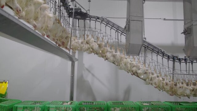 A life chicken hang on rail first step in cutoff chicken part in production line.