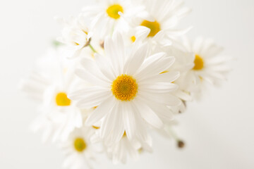 close up Margaret flower on white background