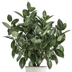 Ficus elastica in a white flowerpot Isolated on a white background
