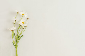 Margaret flower on white background