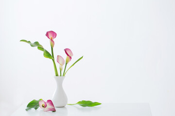 pink calla lily in vase  on white background