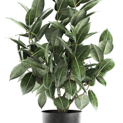 decorative Ficus elastica in a flowerpot Isolated on a white background
