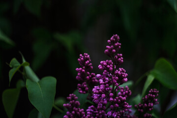 A bunch of dark purple wet lilac close-up on a dark blurry black and green background. Mystical romantic mood. Place for text. Selective focus. Copy space.