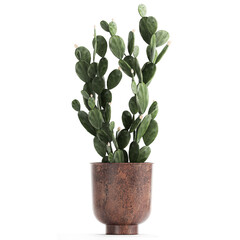 cactus in a flowerpot isolated on white background